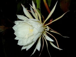 昙花象征着什么人 昙花在风水里表示什么