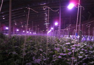 晚上开灯植物会长得快吗 植物补光灯有效果吗