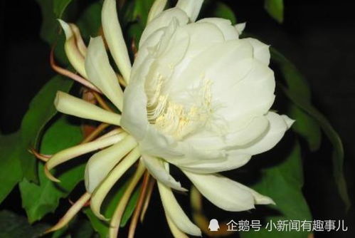 昙花是仙人球开的花吗 为什么仙人球开花像昙花