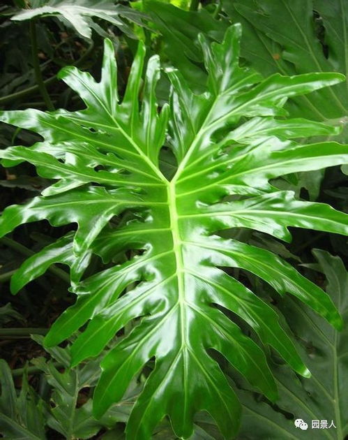 春羽为什么比龟背竹贵 春羽为啥很少人养