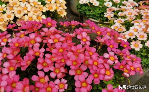 春夏秋冬四个季节的花 四种花代表4个季节