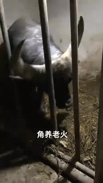 晚上看见钱串子预示着什么 晚上看见钱串子的危害