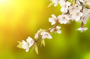 春的18种雅称 春天的唯美别称