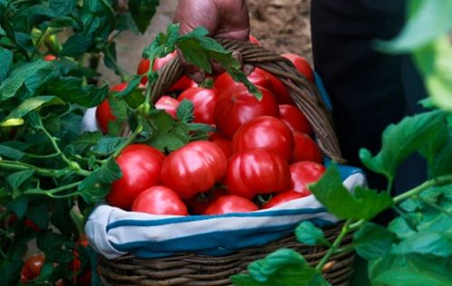 普罗旺斯番茄是哪里产的 普罗旺斯番茄是转基因的吗