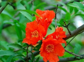 春天那些花都开了 春天开放的十种花