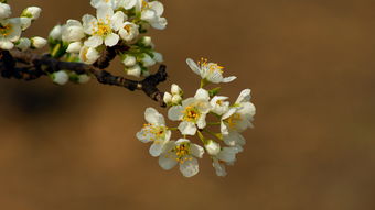 春天一般开什么花 100种春天的花