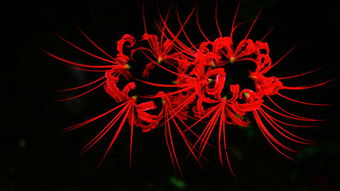 曼珠沙华是彼岸花吗 彼岸花真的不吉利吗