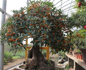 最耐寒的桂花品种 适宜北方的四种桂花树