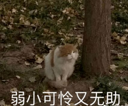 普通人长期吃猫牙米好吗 猫牙米骗局