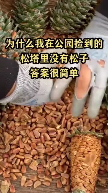 普通的松树有松子吗 为什么在公园捡到的松塔没有松子