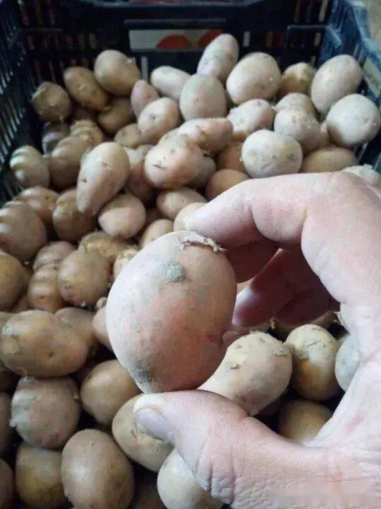 普通土豆可以做种子吗 农村土豆留种技巧