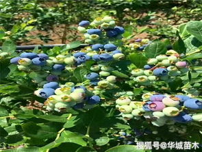 最大最甜的蓝莓品种 最好的三种蓝莓品种