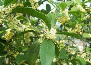 最值钱的桂花树品种 桂花中的极品是什么