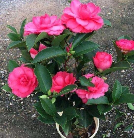 最简单营养土的制作 普通土怎么变成营养土