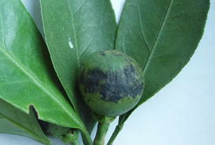 最强杀炭疽病的复配药 炭疽病最怕三种东西