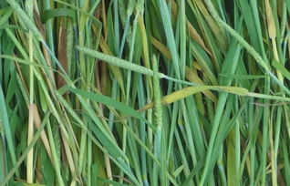 最简单辨认提摩西草 提摩西草高清图片