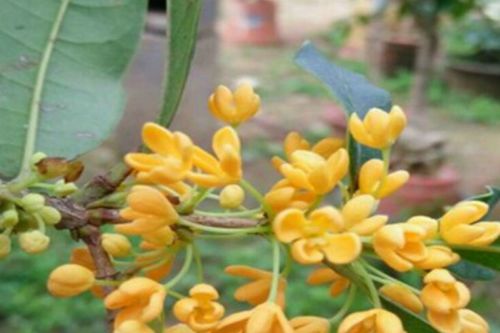 最名贵的桂花是哪一种 桂花中的极品是什么