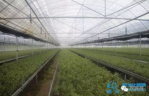 普通大棚多少钱一平方 搭建大棚一亩要多少钱