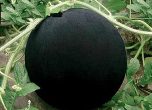 最贵的西瓜前十名 西瓜排名第一名是