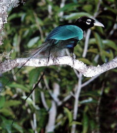 有天堂鸟这种鸟吗 天隼和天堂鸟的关系