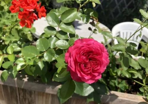 月季只剩杆子还能活吗 月季掉叶子,已经光杆了