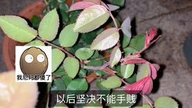 月季为什么不能买老桩 月季老桩跟新桩的区别