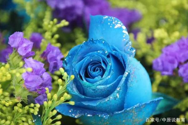 月季花外形特点描写 小学三年级月季花描写