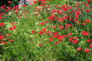 月季花开了拟人句 月季花开了改成拟人