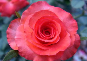 月季花怎么泡水正确方法 长期喝月季花的副作用