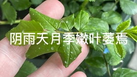 月季叶子像烧焦了 月季叶片边缘焦枯