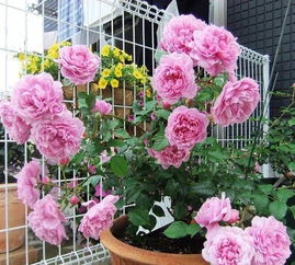 月季花开败后如何修剪 月季花谢了从哪里剪