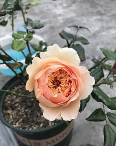 月季闷根后多久恢复 月季闷根和缺水的区别