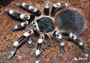 最适合学生养的蜘蛛 无毒可上手的宠物蜘蛛