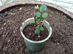 月季怎么扦插容易成功 8月份扦插月季几天发芽