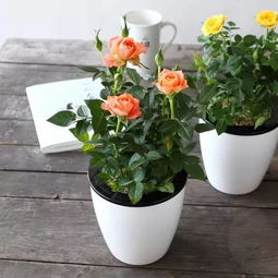 月季花泡水里多久才生根 水中插月季为啥不生根
