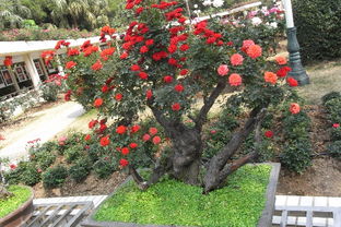 月季嫁接到什么树上能活 什么树是万能嫁接树