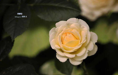 月季为什么叫中国玫瑰 花店都是月季为什么说是玫瑰