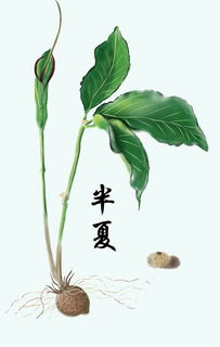 有寓意和象征的中药 医学生浪漫的中药名