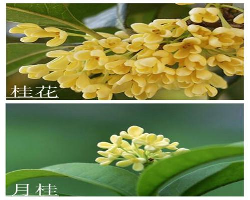 月桂树和桂花树有什么区别 月桂为什么不能栽在家