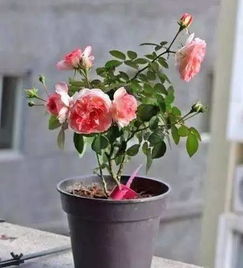 月季花泡酒一天抹几回 月季花泡白酒的正确方法