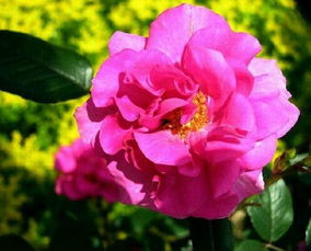 月季花的特征和特点 小学三年级月季花描写