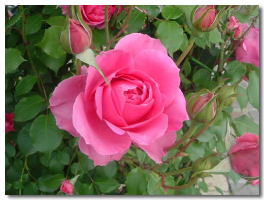 月季花开了改为拟人句怎么写 月季花的拟人句有哪些