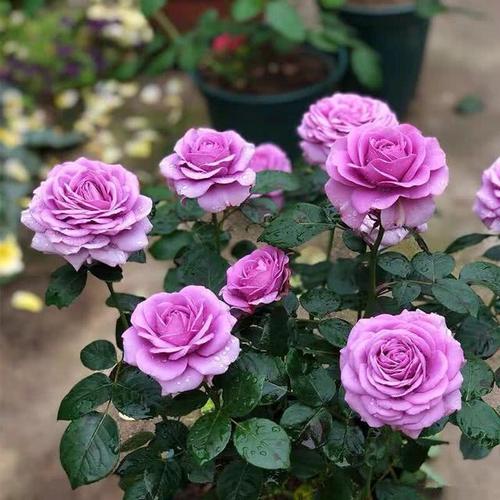 月季花8月可以修剪吗 月季长太高了怎么修剪