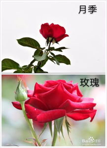 月季花和玫瑰花的区别在哪里 月季玫瑰对照图