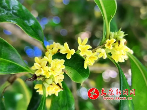 月桂和桂花的香味一样吗 月桂的香味像啥