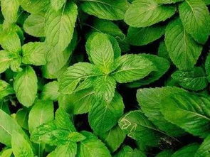 有薄荷香味但不是薄荷的植物 长得像薄荷的植物