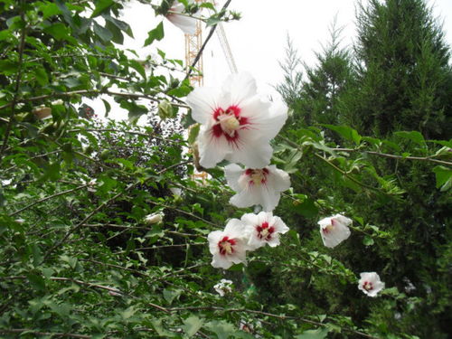 木槿的古代雅称 木槿花在诗中雅称