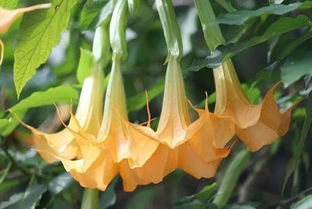 木本曼陀罗花有毒吗 手摸了曼陀罗花会中毒吗