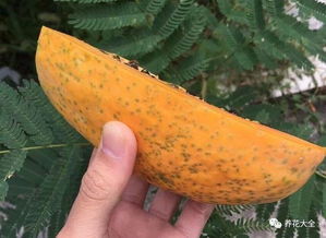 木瓜味道是不是有点怪 第一次吃木瓜味道好奇怪