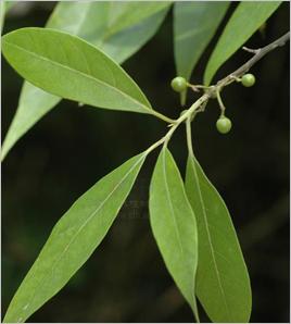 木姜子扦插技术 木姜子扦插制作视频